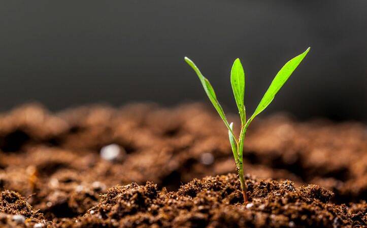 Технологія вирощування люпину