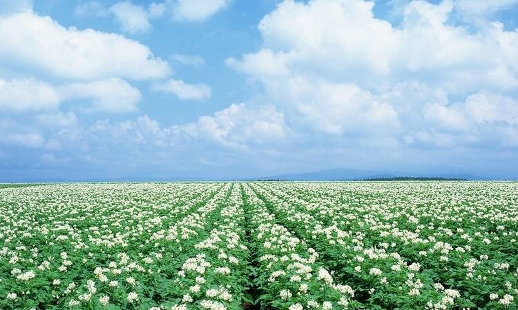 Навіщо потрібен гумат калію для картоплі?