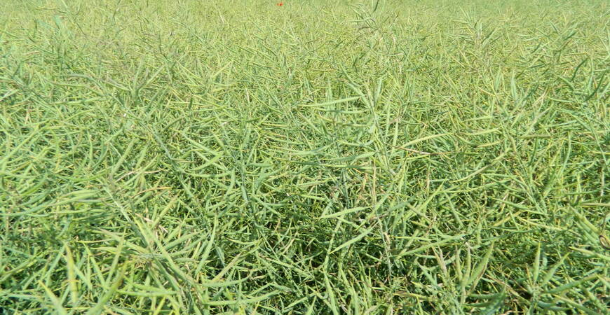 Навіщо потрібен гумат калію для ріпаку, яка користь на кожному етапі вегетації?