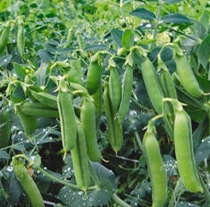 Горох Царевич